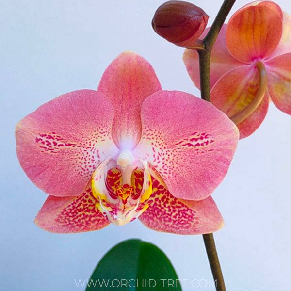 Phalaenopsis Leco Fantastic - With Buds | FF - Buy Orchids Plants Online by Orchid-Tree.com