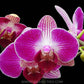 Phalaenopsis Dragon Tree Paradise - With Small Spike | FF - Buy Orchids Plants Online by Orchid-Tree.com