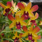 Dendrobium Brown Yellow - Without Flowers | MS - Buy Orchids Plants Online by Orchid-Tree.com