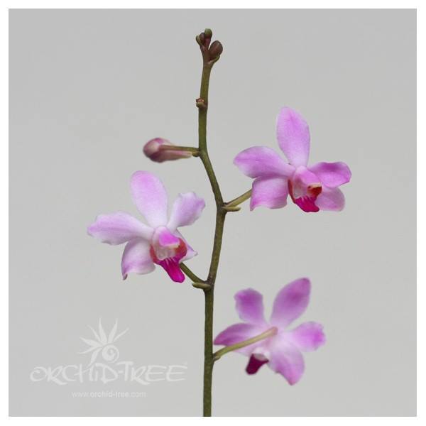 Phalaenopsis Doritis pulcherrima Dwarf - FF - Buy Orchids Plants Online by Orchid-Tree.com
