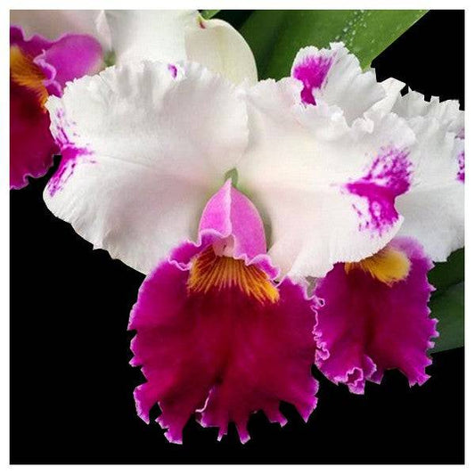 Cattleya (Blc) Ida Elizabeth Enchanting  - Without Flowers | BS - Buy Orchids Plants Online by Orchid-Tree.com