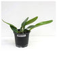 Cattleya (Blc) Ida Elizabeth Enchanting  - Without Flowers | BS - Buy Orchids Plants Online by Orchid-Tree.com