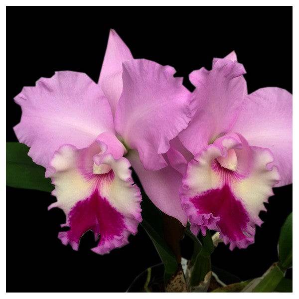 Cattleya (Blc.) Chief Pink Diana - Without Flower | BS - Buy Orchids Plants Online by Orchid-Tree.com