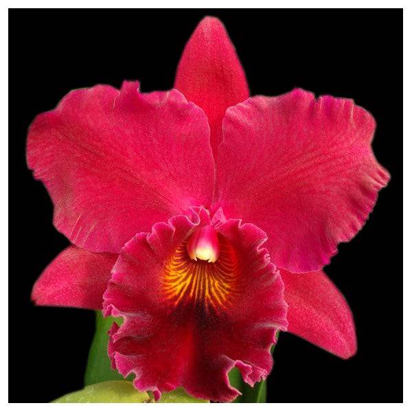 Cattleya (Blc.) Nakornchaisri Red - Without Flowers | BS - Buy Orchids Plants Online by Orchid-Tree.com