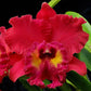 Cattleya (Blc.) Tainan City General - Without Flowers | BS - Buy Orchids Plants Online by Orchid-Tree.com