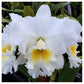Cattleya (Blc.) White Diamond - Without Flowers | BS - Buy Orchids Plants Online by Orchid-Tree.com