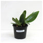 Cattleya (Blc.) White Diamond - Without Flowers | BS - Buy Orchids Plants Online by Orchid-Tree.com