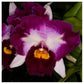 Cattleya (Lc.) Chan Hain Jewel - Without Flower | BS - Buy Orchids Plants Online by Orchid-Tree.com