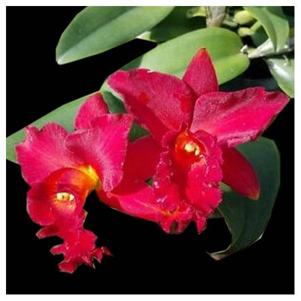 Cattleya (Lc.) Mini Red Dragon - Without Flower | BS - Buy Orchids Plants Online by Orchid-Tree.com
