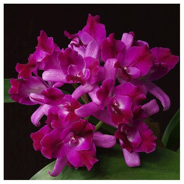 Cattleya (Lc.)Tristar Bouquet - Without Flowers | BS - Buy Orchids Plants Online by Orchid-Tree.com