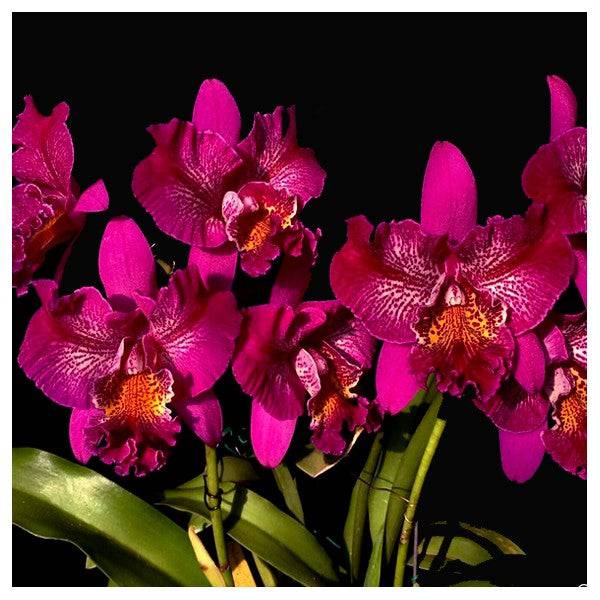 Cattleya (Meloara) Ching Sun Bright Star BS - Buy Orchids Plants Online by Orchid-Tree.com