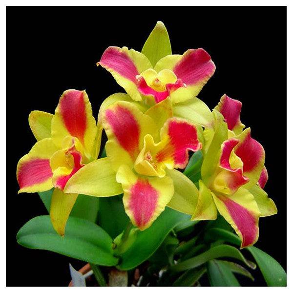 Cattleya (Potinara) Burana Beauty - Without Flowers | BS - Buy Orchids Plants Online by Orchid-Tree.com