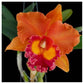 Cattleya (Rlc.) Jairak Summer 'Happiness' - Without Flower | BS - Buy Orchids Plants Online by Orchid-Tree.com