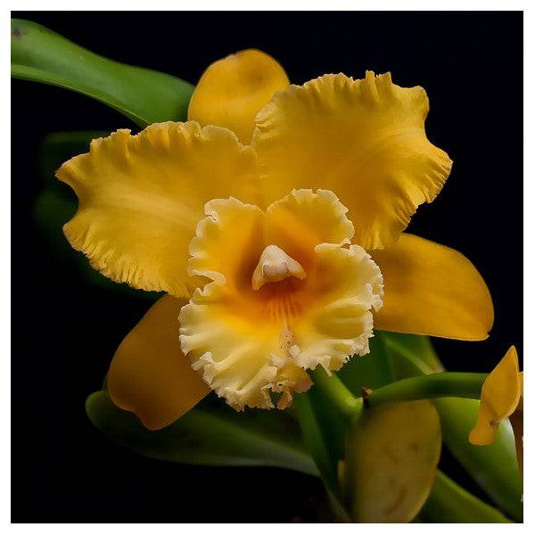 Cattleya (Rlc.) Phieng-Rudi's Charm 'Gorgeous Gold' - Without Flower | BS - Buy Orchids Plants Online by Orchid-Tree.com
