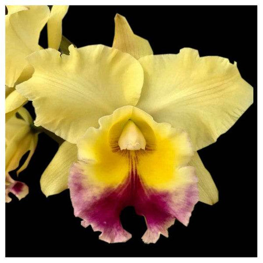Cattleya (Rlc.) Song Kwae Gold #3 - Without Flower | MS - Buy Orchids Plants Online by Orchid-Tree.com