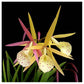 Cattleya (Bl.) Yellow Bird - Without Flower | BS - Buy Orchids Plants Online by Orchid-Tree.com