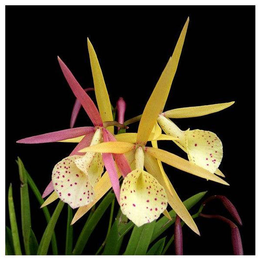 Cattleya (Bl.) Yellow Bird - Without Flower | BS - Buy Orchids Plants Online by Orchid-Tree.com