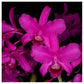 Cattleya bowringiana var. red sp. - Without Flower | BS - Buy Orchids Plants Online by Orchid-Tree.com