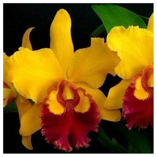Cattleya Chunyeah Moon Beauty - Without Flowers | BS - Buy Orchids Plants Online by Orchid-Tree.com