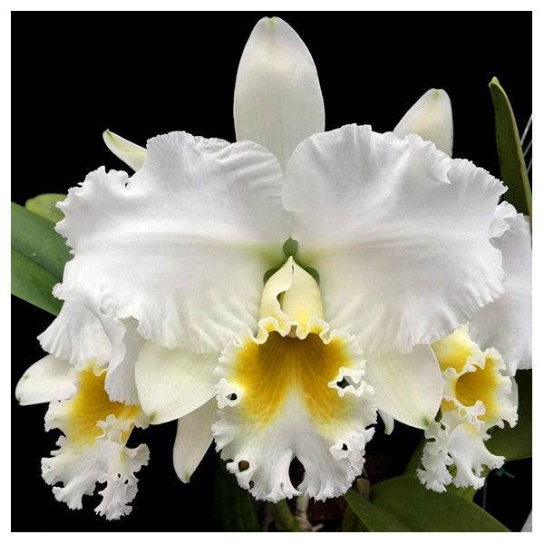 Cattleya Julia White - Without Flowers | BS - Buy Orchids Plants Online by Orchid-Tree.com