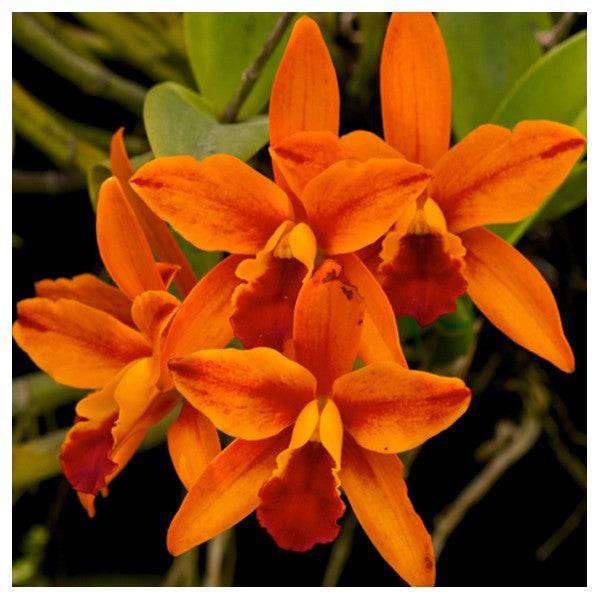 Cattleya Netrasiri Starbright Var. Spectacular - Without Flowers | BS - Buy Orchids Plants Online by Orchid-Tree.com