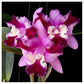 Cattleya (Lc.) Varut Song - Without flowers | BS - Buy Orchids Plants Online by Orchid-Tree.com