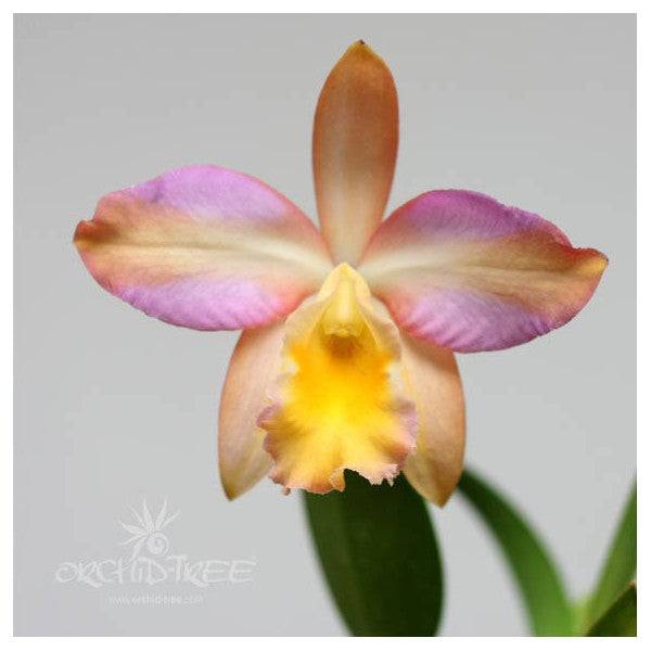 Cattlianthe Peaches N Cream- Without Flowers | BS - Buy Orchids Plants Online by Orchid-Tree.com