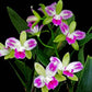 Cattleya (Blc.) Village Chief North 'Small Spring' - Without Flowers | BS - Buy Orchids Plants Online by Orchid-Tree.com