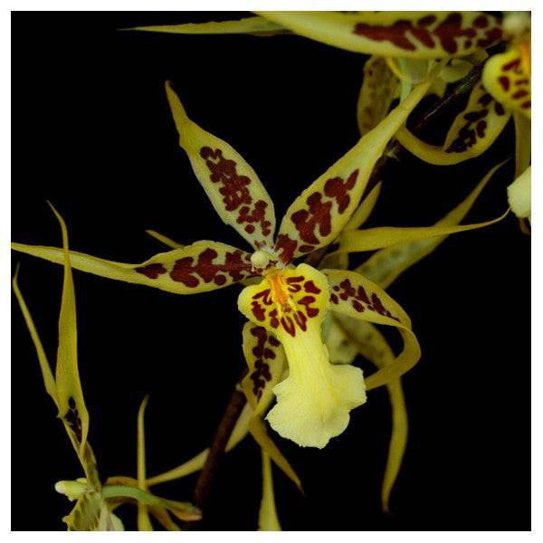 Oncidium (Brsdm.) Yellow Star 'Stellar' - Without Flower | BS - Buy Orchids Plants Online by Orchid-Tree.com