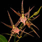 Oncidium (Milt.) Shelob Tolkein - Without Flower | BS - Buy Orchids Plants Online by Orchid-Tree.com