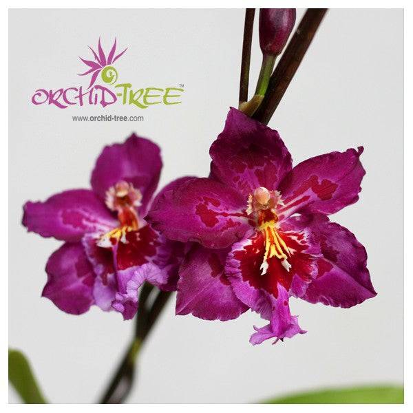 Oncidium (Mtdm.) Hwuluden Diamond 'Red Arowana' - With Spike | FF - Buy Orchids Plants Online by Orchid-Tree.com