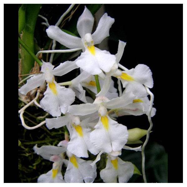 Rodrigezia venusta sp. - Without Flowers | BS - Buy Orchids Plants Online by Orchid-Tree.com