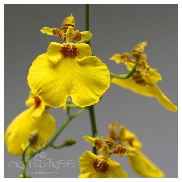 Oncidium Aloha Iwanaga - Without flowers | BS - Buy Orchids Plants Online by Orchid-Tree.com