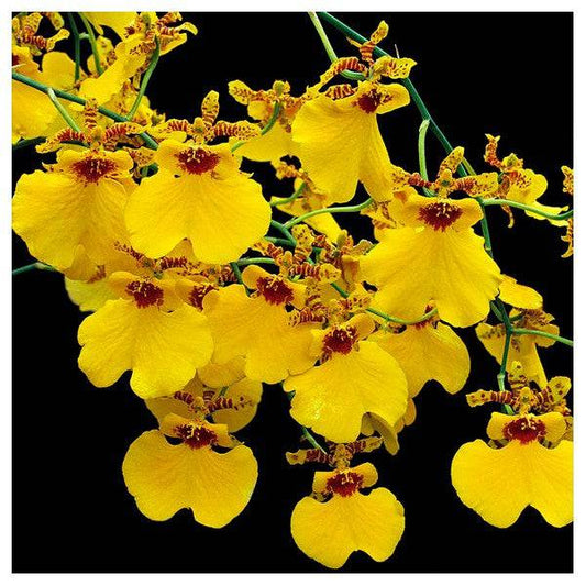 Oncidium Grower Ramsey  - Without Flowers | BS - Buy Orchids Plants Online by Orchid-Tree.com