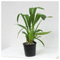 Oncidium Grower Ramsey  - Without Flowers | BS - Buy Orchids Plants Online by Orchid-Tree.com