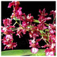 Oncidium Jairak Fragrance 'Indrajit' - Without Flowers | BS - Buy Orchids Plants Online by Orchid-Tree.com