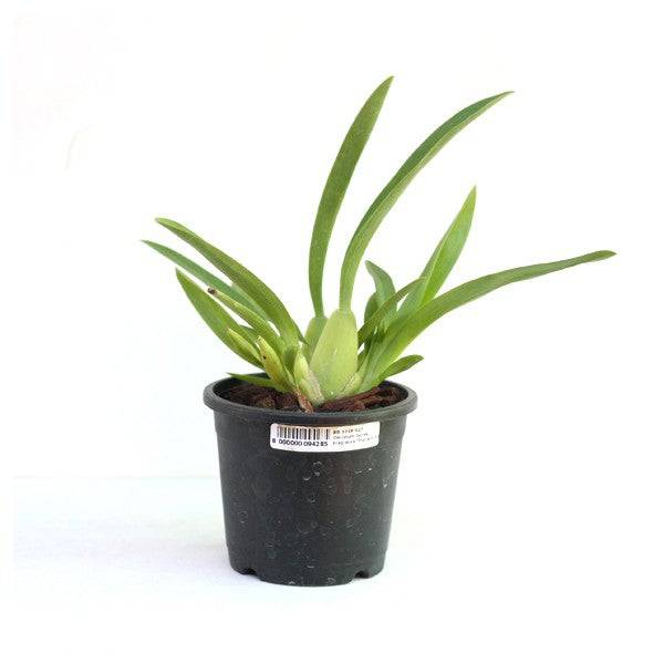 Oncidium Jairak Fragrance 'Indrajit' - Without Flowers | BS - Buy Orchids Plants Online by Orchid-Tree.com