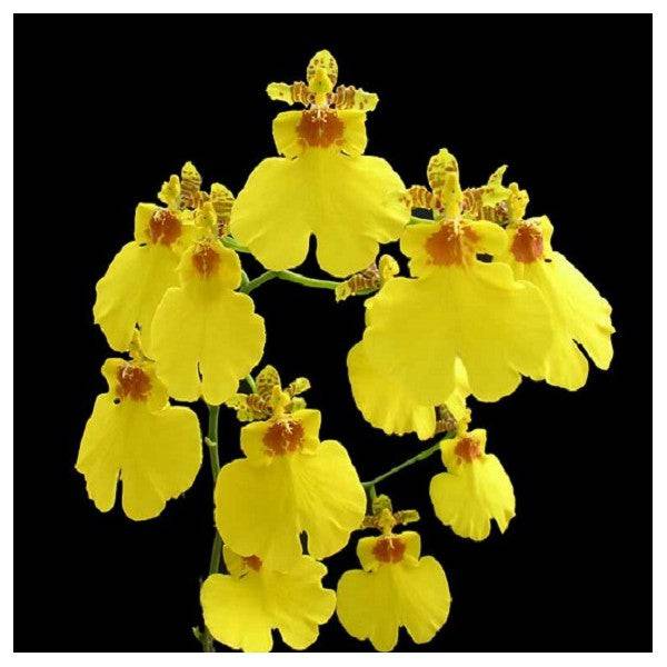 Oncidium Sweet Sugar- Without Flowers | BS - Buy Orchids Plants Online by Orchid-Tree.com