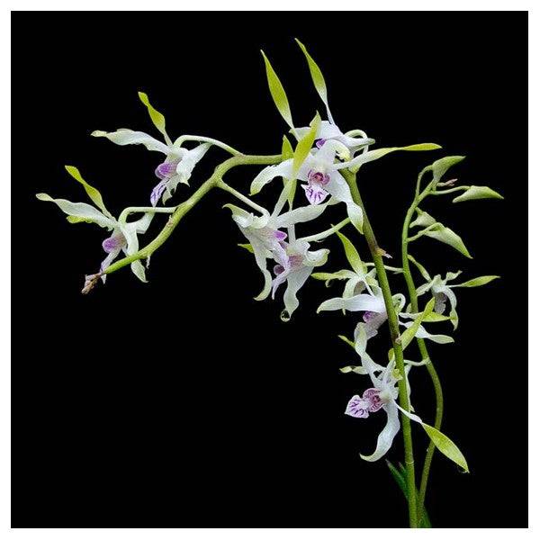 Dendrobium Lowana Nioka - Without Flowers | BS - Buy Orchids Plants Online by Orchid-Tree.com