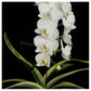 Phalaenopsis amabilis variegated- Without Flowers | BS - Buy Orchids Plants Online by Orchid-Tree.com