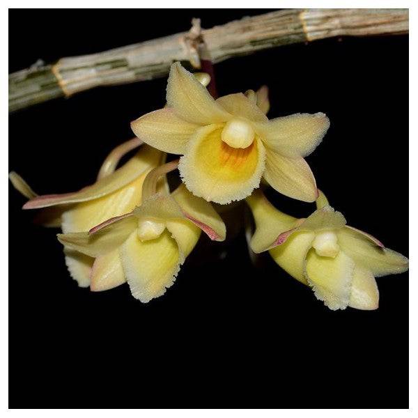 Dendrobium lampongense sp. - Without Flowers | BS - Buy Orchids Plants Online by Orchid-Tree.com