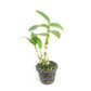 Dendrobium Rabbit White - Without Flowers | BS - Buy Orchids Plants Online by Orchid-Tree.com