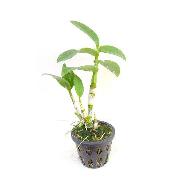 Dendrobium Rabbit White - Without Flowers | BS - Buy Orchids Plants Online by Orchid-Tree.com