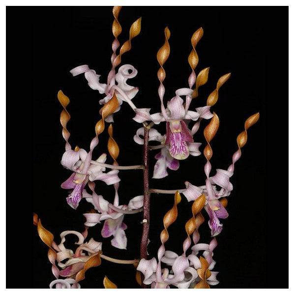 Dendrobium Jairak Helix - Without Flower | BS - Buy Orchids Plants Online by Orchid-Tree.com