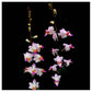 Phalaenopsis Doritis pulcherrima Dwarf- Without Flowers | BS - Buy Orchids Plants Online by Orchid-Tree.com
