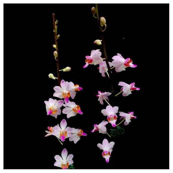Phalaenopsis Doritis pulcherrima Dwarf- Without Flowers | BS - Buy Orchids Plants Online by Orchid-Tree.com