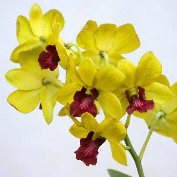 Dendrobium Menil Vipa - Without Flowers | BS - Buy Orchids Plants Online by Orchid-Tree.com