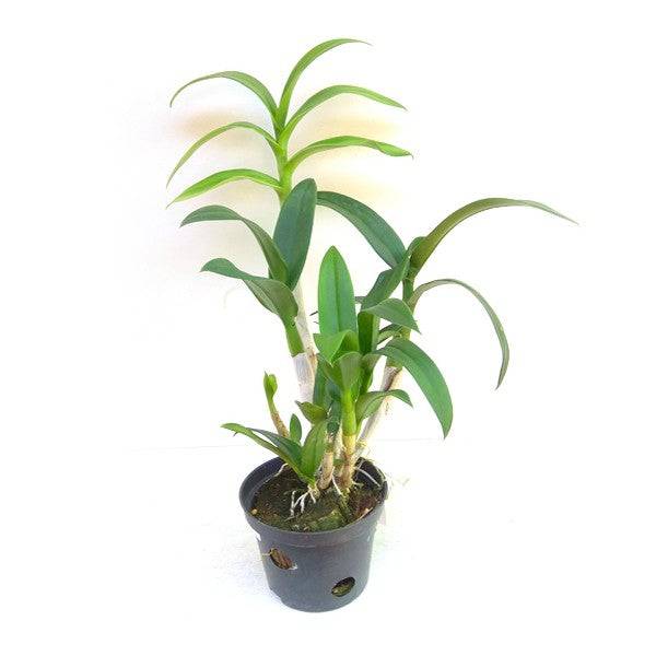 Dendrobium Menil Vipa - Without Flowers | BS - Buy Orchids Plants Online by Orchid-Tree.com