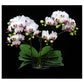 Phalaenopsis Younghome Little Spirit in terra-cotta planter - Without Flowers | BS - Buy Orchids Plants Online by Orchid-Tree.com