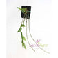 Dendrobium gibsonii sp. - Without Flowers | BS - Buy Orchids Plants Online by Orchid-Tree.com